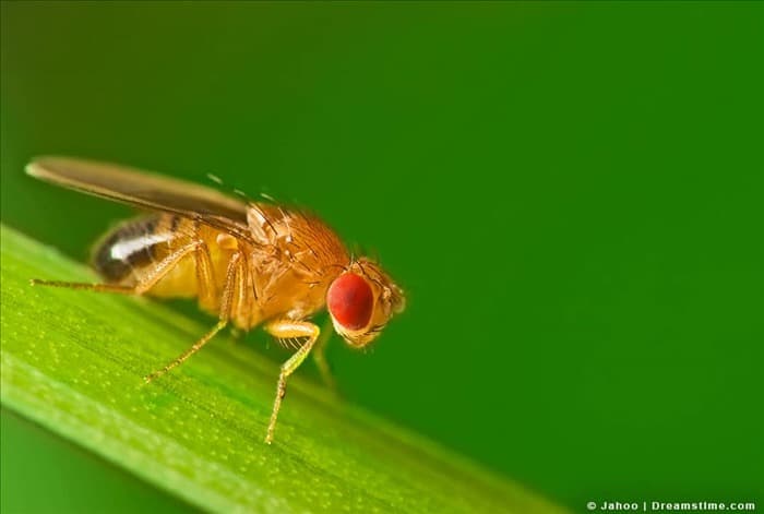 5 ароматов, которые ненавидят плодовые мухи (и как их использовать)