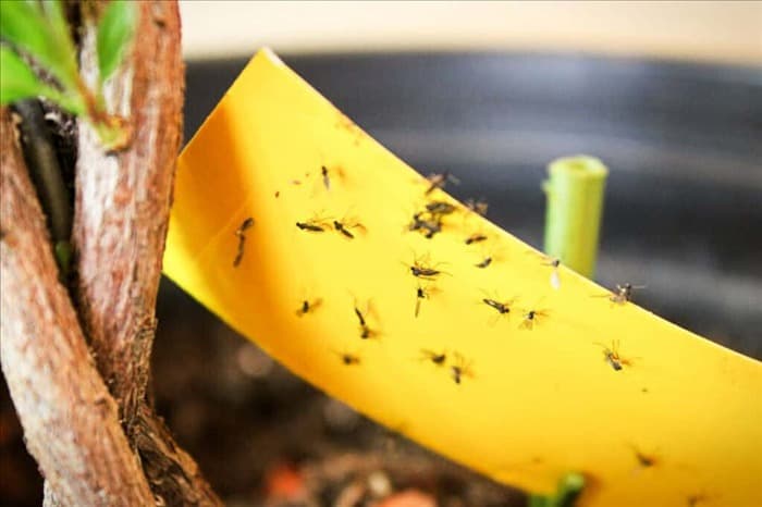 7 действий при обнаружении комаров в доме