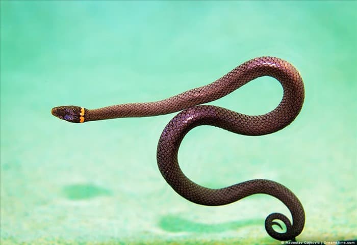 5 простых советов, как уберечься от змей в плавательном бассейне