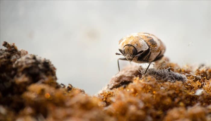 9 запахов, которые ненавидят ковровые жуки (и как их использовать)