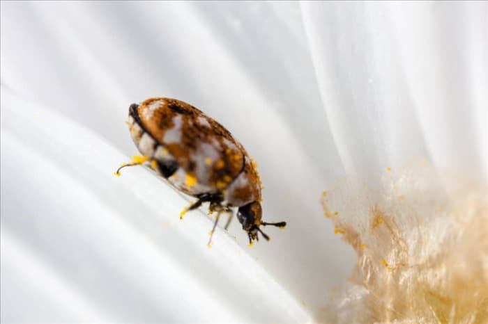 9 запахов, которые ненавидят ковровые жуки (и как их использовать)