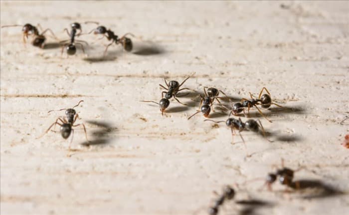 12 запахов, которые ненавидят муравьи (и как их использовать)