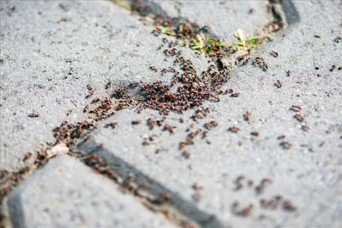 12 запахов, которые ненавидят муравьи (и как их использовать)