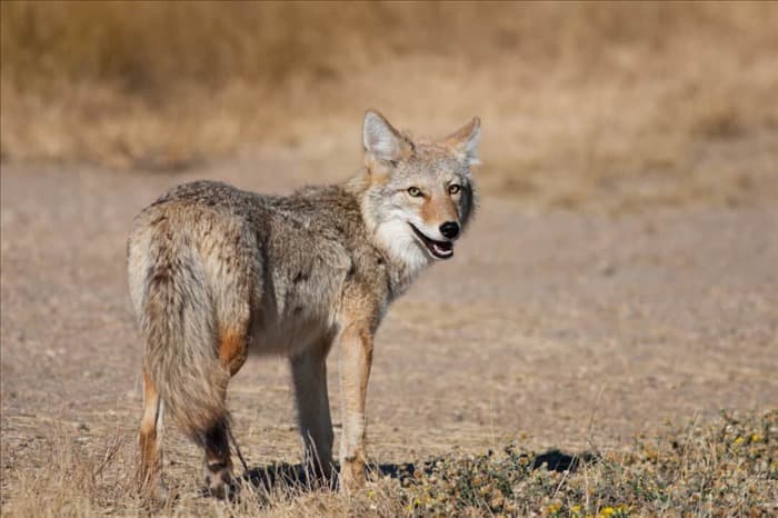 Топ-3 лучших спрея с мочой койота для отпугивания животных (и как их использовать)