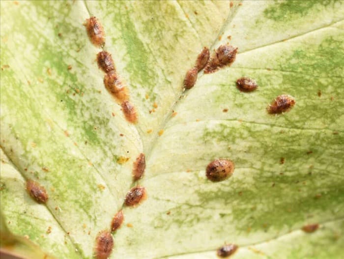 Почему чешуйница может распространяться на другие растения (и что делать)