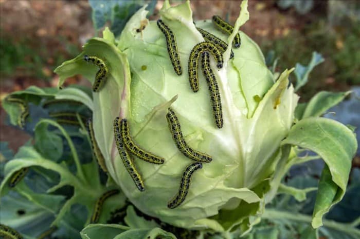 10 растений, которые любят капустные черви (и как их остановить)