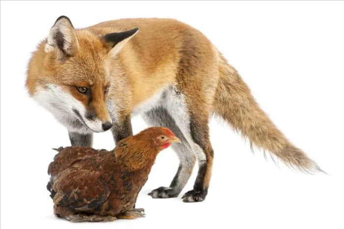 Когда лисы охотятся на цыплят? Обеспечение безопасности ваших цыплят