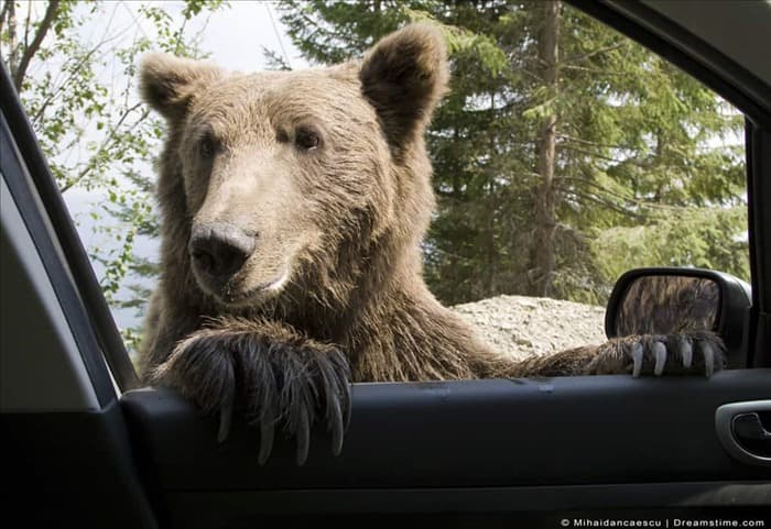 Пугает ли медведей громкая музыка? 4 вещи, которые нужно знать