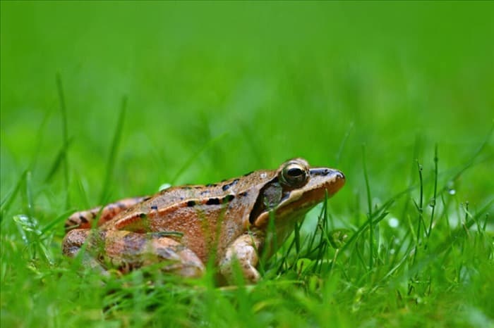 6 причин появления лягушек в саду (что делать)