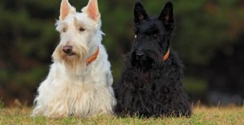 4 Шотландские породы собак