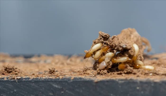 13 мест, где живут термиты (и почему они никогда не спят)