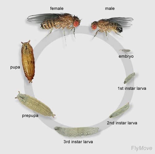 Откуда берутся плодовые мухи (подробный FAQ по дрозофиле)