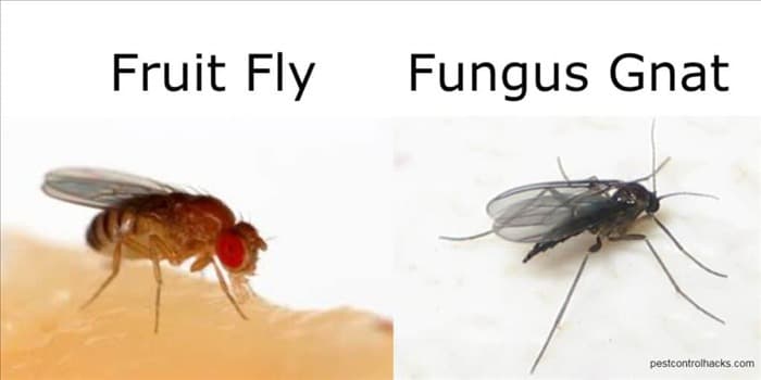 Откуда берутся плодовые мухи (подробный FAQ по дрозофиле)