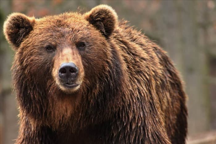 Могут ли медведи лазать по деревьям? 13 удивительных фактов о медведях