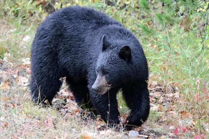 Могут ли медведи лазать по деревьям? 13 удивительных фактов о медведях