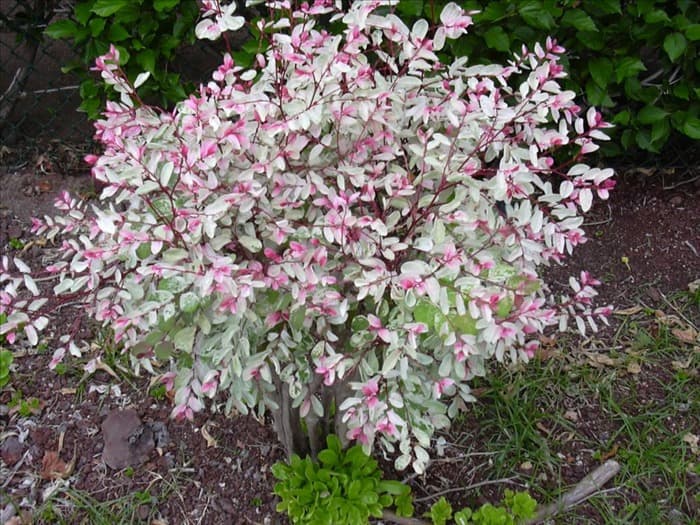 Растение Breynia disticha