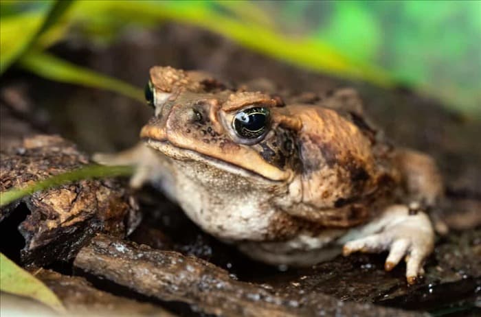5 причин появления жаб в вашем саду (и как их отпугнуть)