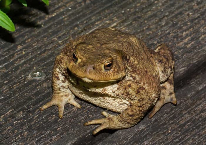 5 причин появления жаб в вашем саду (и как их отпугнуть)