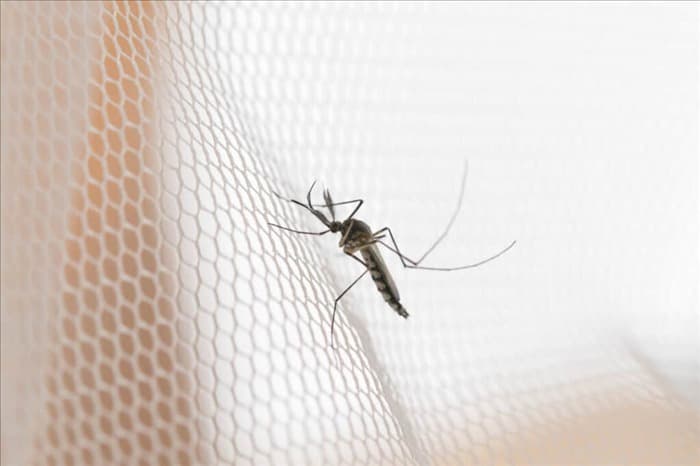 15 лучших способов навсегда избавить свой дом от комаров