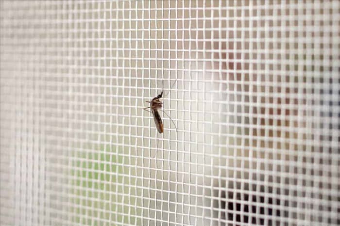 15 лучших способов навсегда избавить свой дом от комаров
