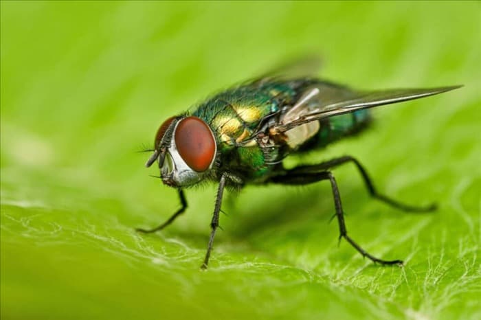 7 способов использования уксуса для отпугивания мух