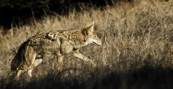 Вот где койоты действительно гуляют днем