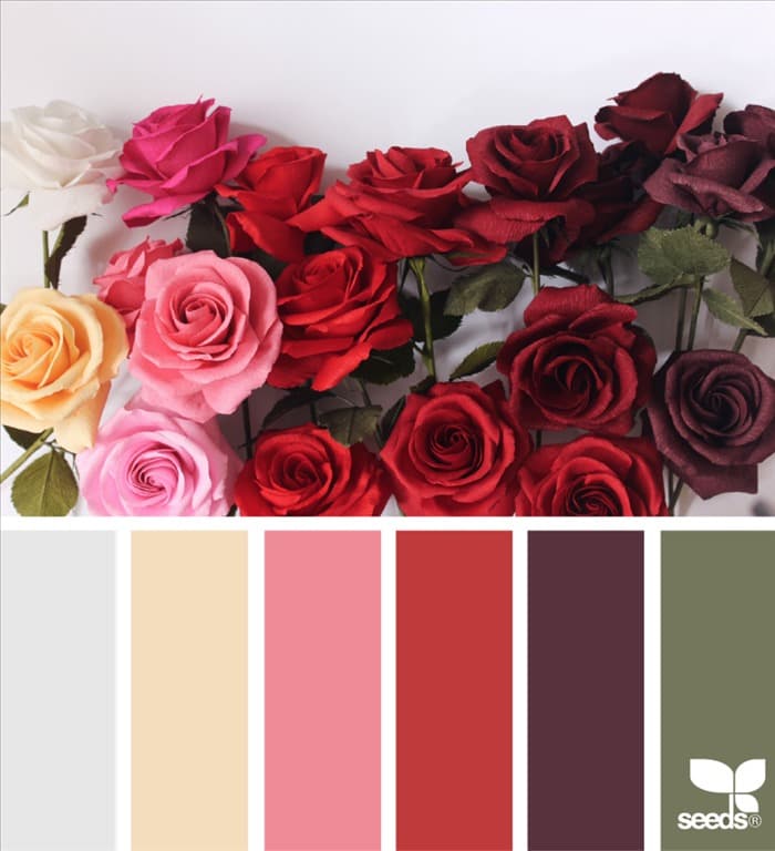 Цветовое сочетание роз