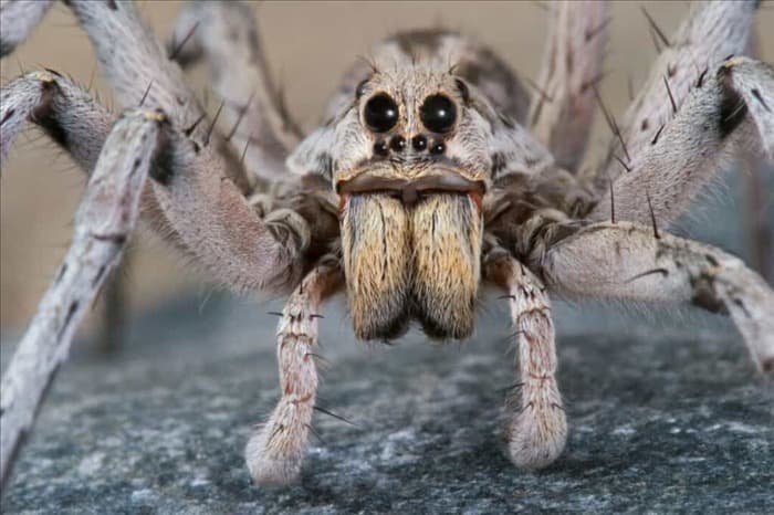 7 видов пауков, которые могут прыгать (и как от них избавиться)