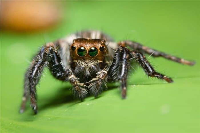 7 видов пауков, которые могут прыгать (и как от них избавиться)