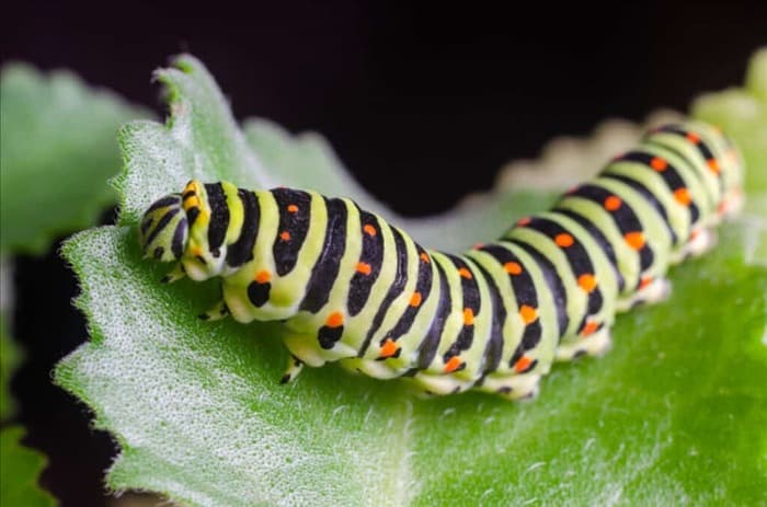 7 вещей, которые привлекают гусениц в ваш сад, и что с этим делать