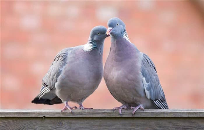 Как долго живут голуби (и используют ли они одно и то же гнездо)