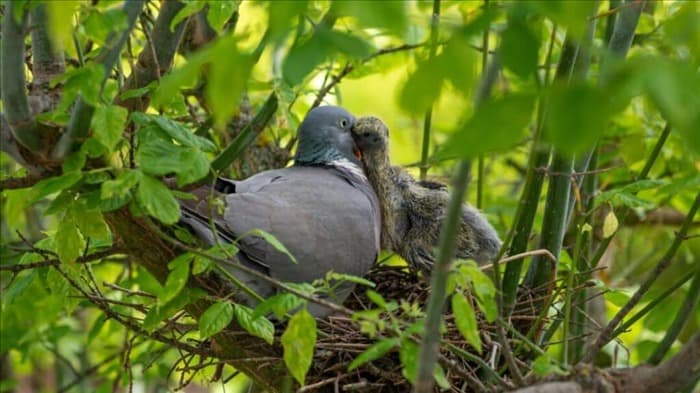 Как долго живут голуби (и используют ли они одно и то же гнездо)