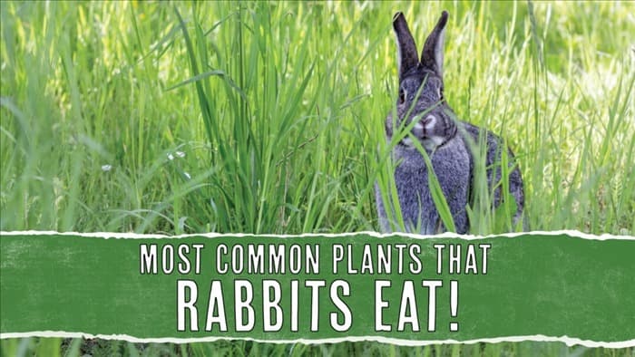 4 растения, которые едят кролики (и почему они их едят)