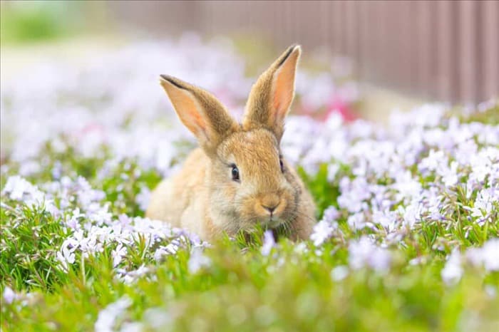 4 растения, которые едят кролики (и почему они их едят)