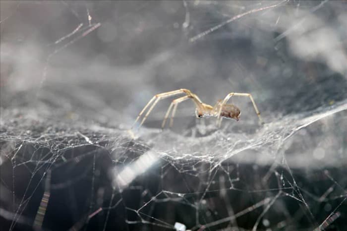 20 распространенных мест обитания пауков в вашем доме