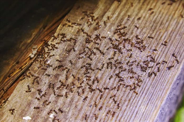 8 причин, по которым муравьи не исчезают сами по себе
