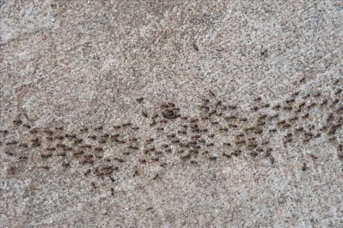 8 причин, по которым муравьи не исчезают сами по себе