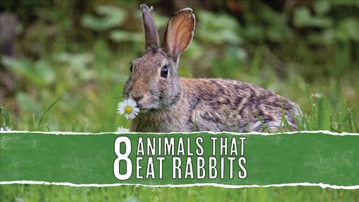 8 природных хищников, питающихся кроликами: подробный обзор