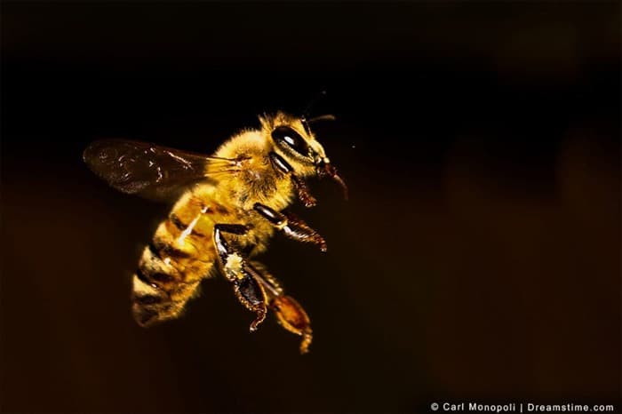 6 различий между пчелами и осами (и как их определить)