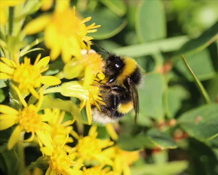 6 различий между пчелами и осами (и как их определить)