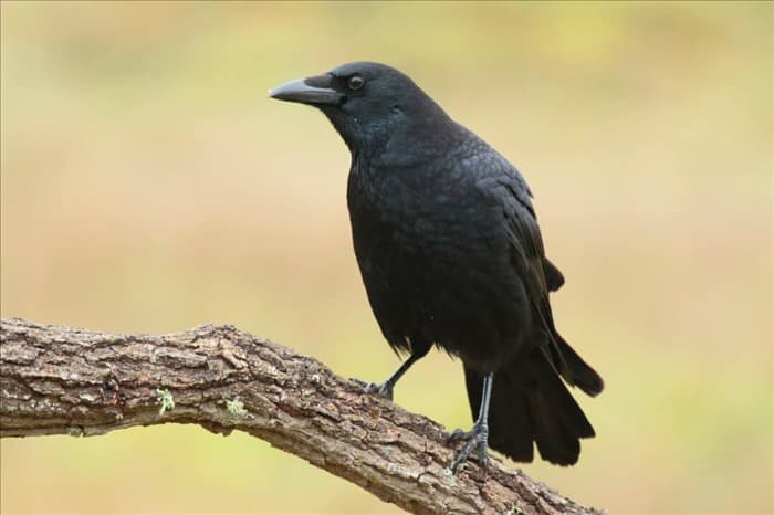 7 причин, по которым вороны всегда каркают (и как их остановить)