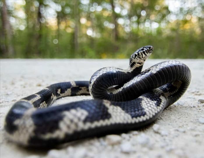 10 хищных животных, питающихся змеями: подробный обзор