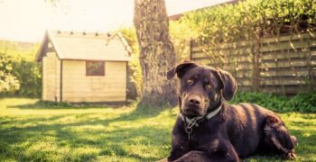 14 советов по строительству домика для собаки