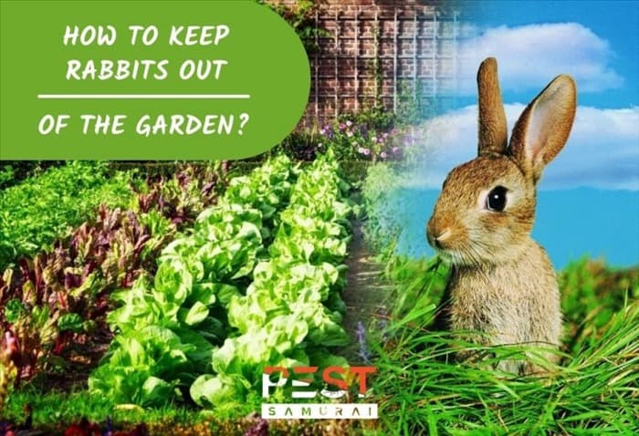 Как не пустить кроликов в сад без забора?