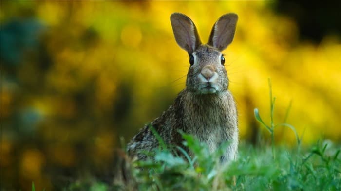 Как не пустить кроликов в сад без забора?