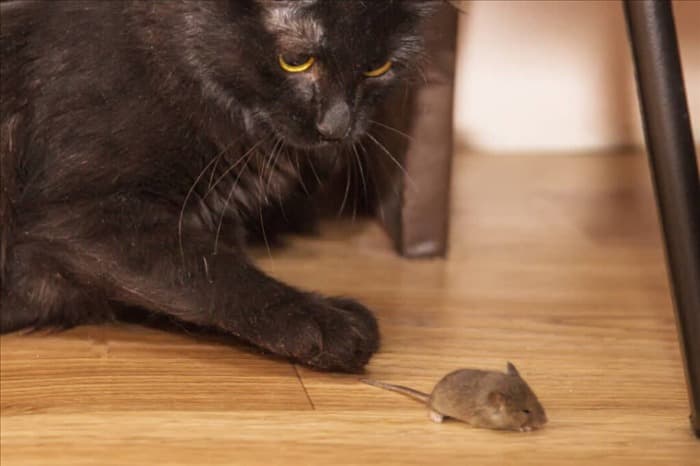 7 действий при обнаружении мыши в доме