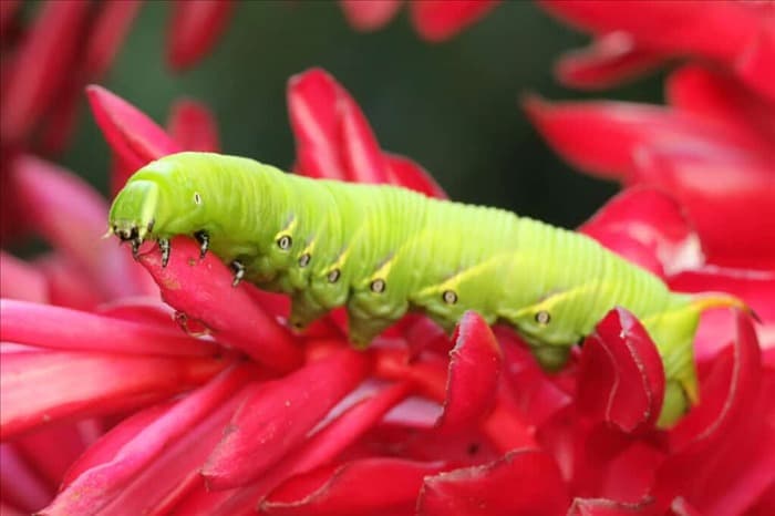 7 жуков и насекомых, которые любят есть баклажаны (и как их отпугнуть!)