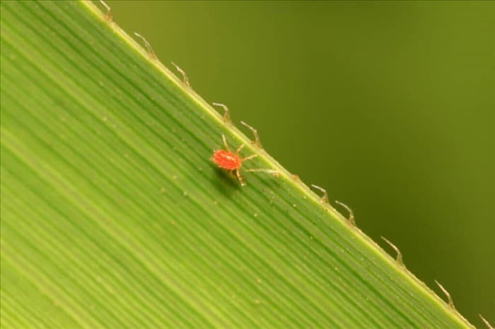 7 жуков и насекомых, которые любят есть баклажаны (и как их отпугнуть!)