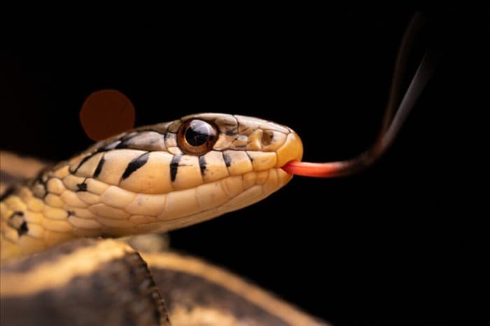 Почему змеи не уходят далеко от своего гнезда (что это значит)