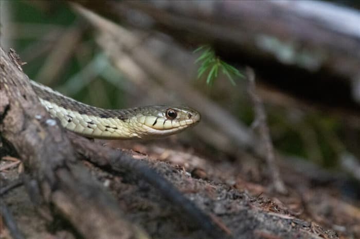 Почему змеи не уходят далеко от своего гнезда (что это значит)